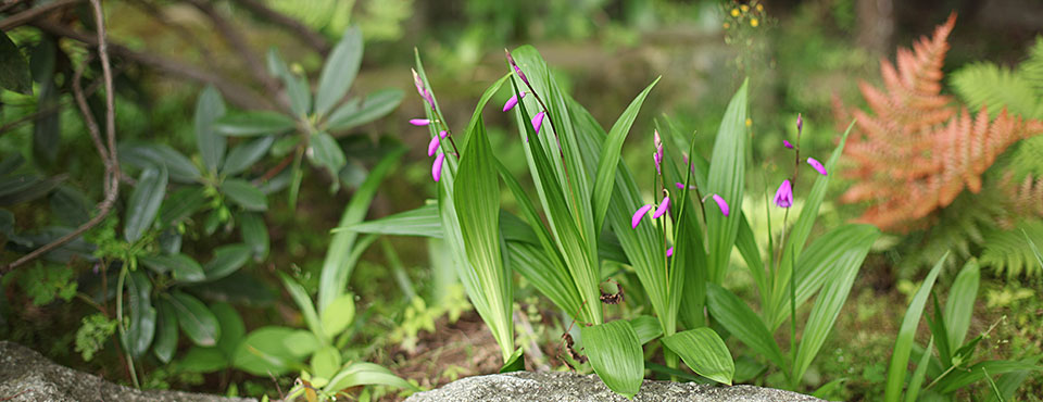 茶花園