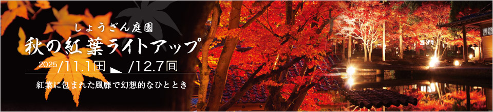 秋の紅葉ライトアップ